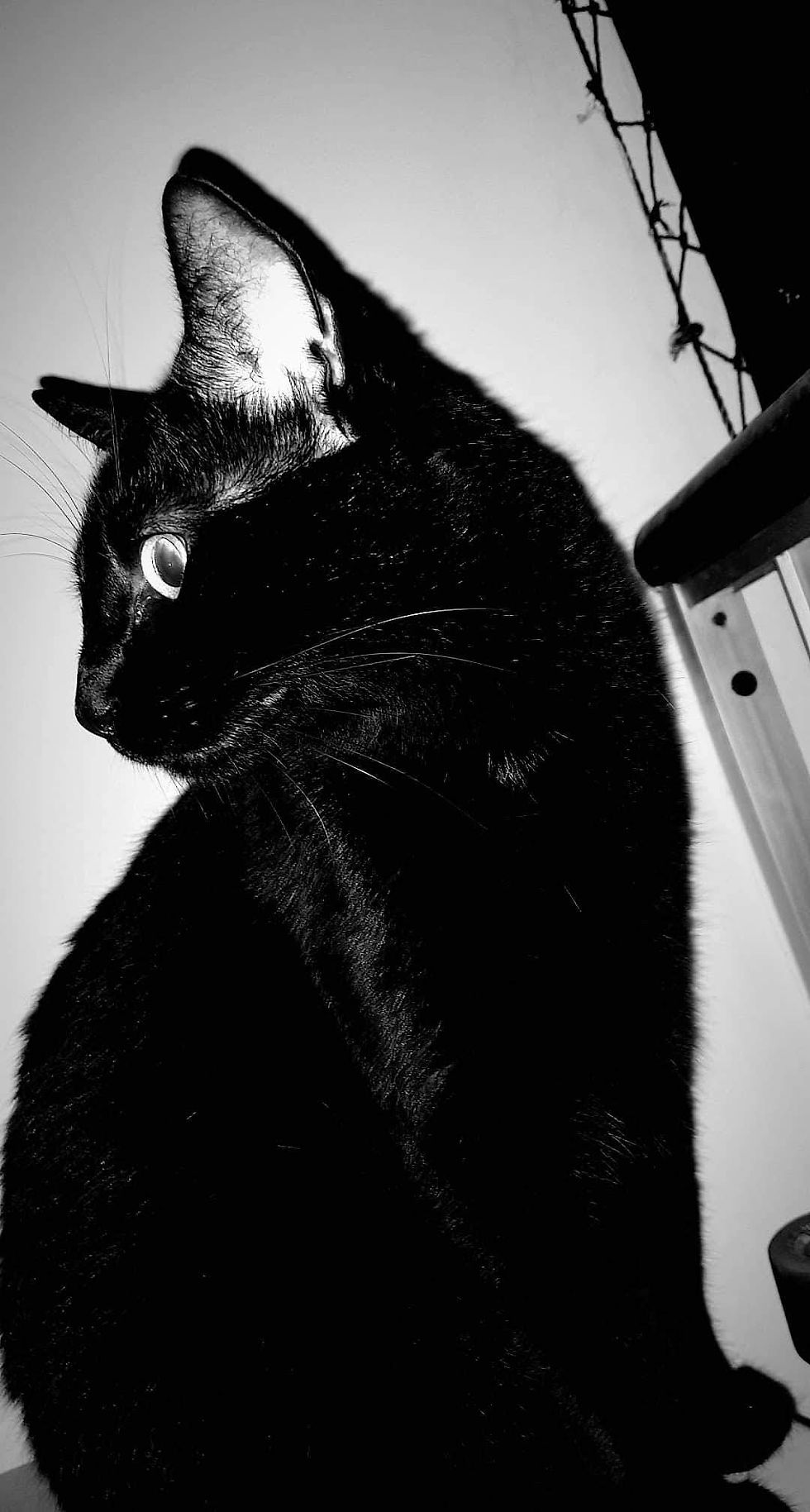 Magriço posando