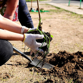 Semana del Árbol