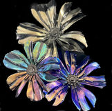 Irridescent poppies