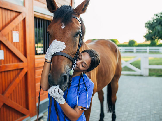 A first responder with her therapy horse in our Horses for Heroes workshop.