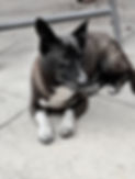 1DFCDA3C-DEF1-418A-BB3A-C7392E01365D.jpeg