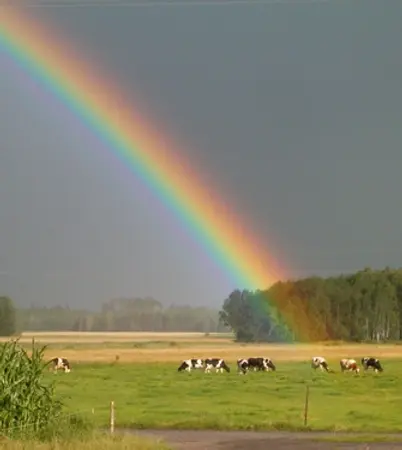 Rainbow over cows.webp