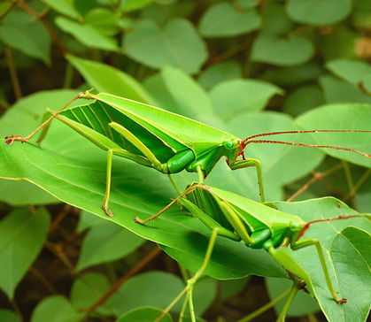 green katydids crawling on leaves_edited