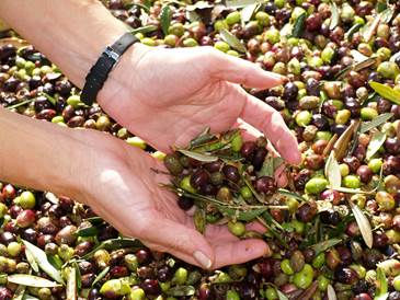A Buyer's Beware On Olive Oil?
You should get what you are paying for.