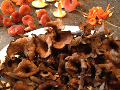 A Morning of Mushrooms