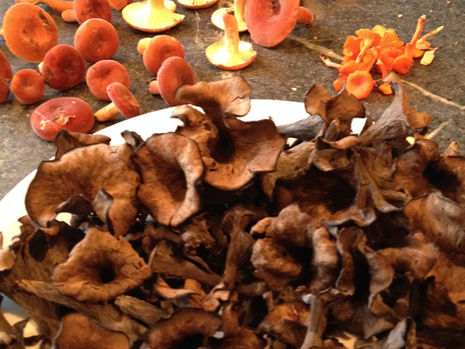 A Morning of Mushrooms