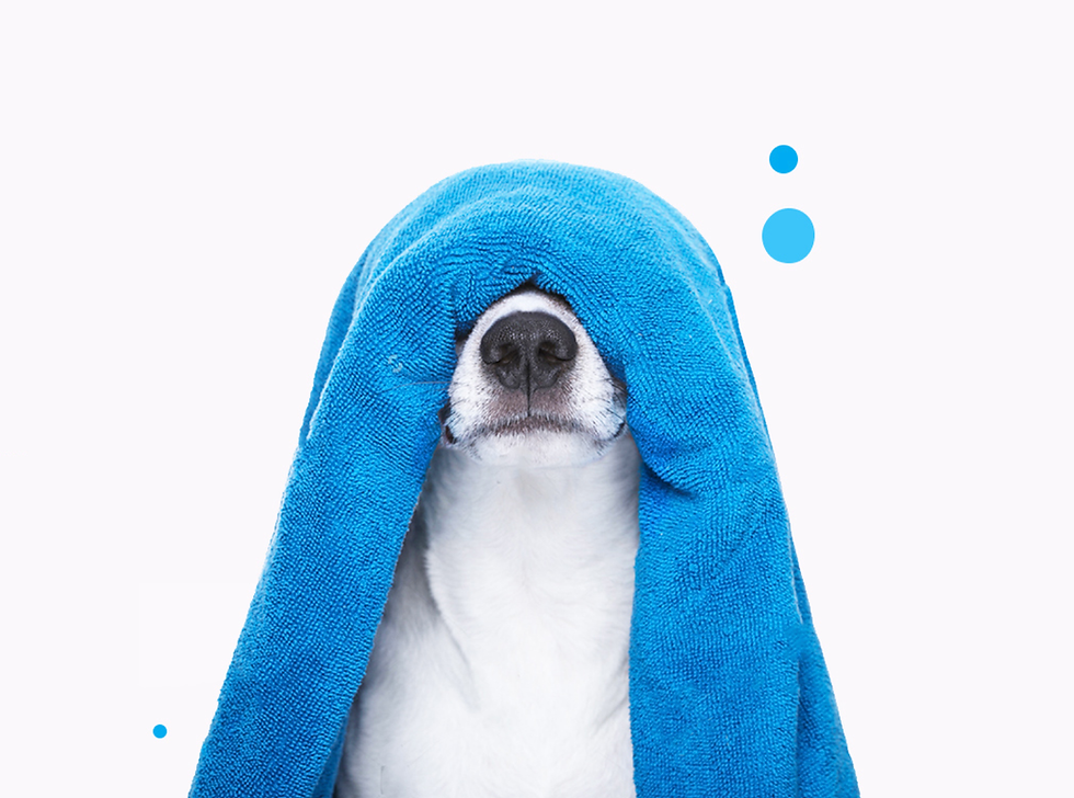 MedicalVet