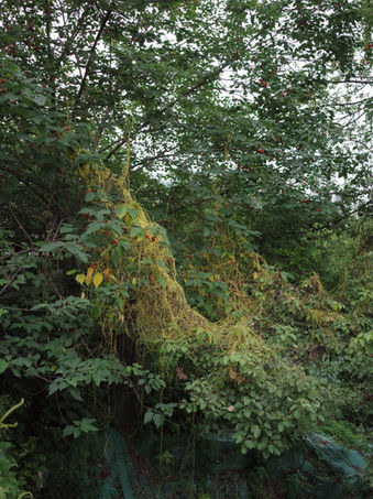 R0004003