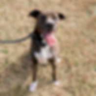 HopesChest_Website_PetsforAdoption.png