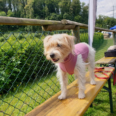 Es muss nicht immer ein Windhund sein um chic auszusehen.