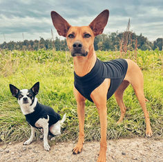 Kleine Besucher mit grossem Charme! 💛
Suki & Lucky waren wieder bei uns im Shop – und haben sich gleich perfekt für die kühleren Herbsttage eingekleidet. 🧣
Zwei, die wissen, dass man auch beim Spaziergang durchs Herbstlaub einfach gut aussehen kann. 🍁
Danke liebe Daniela fürs Vorbeikommen – ihr zwei seid einfach zum Knutschen! 💛