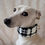 Miniaturbild: Halsband "Simply Coco" ☆