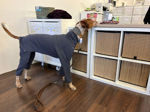 Was für ein Wochenende! 🐾  Unser Lagerverkauf liegt hinter uns – und wir sind ...