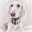 Miniaturbild: Halsband "Simply Coco" ☆