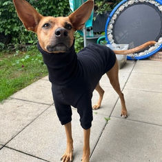 Mit ihrem Fell in sanftem Cappuccino-Gold glänzt Suki wie ein kleiner Sonnenstrahl. 🌞 Im warmen Sweatshirt von DGDoggear und mit dem traumhaften Halsband von Kayala flitzt sie glücklich durchs Leben – und sieht dabei einfach umwerfend aus.