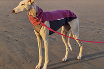 Screenshot 2022-12-16 183455.jpg