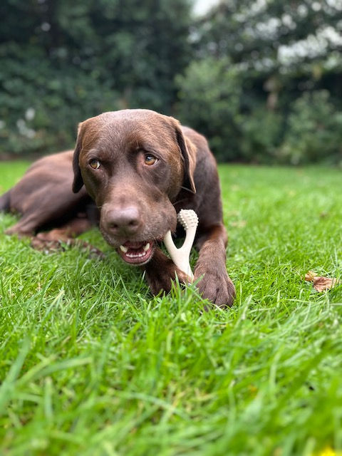 Thumbnail: Betterbone hondenbot