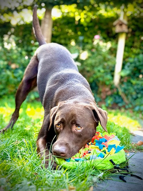 Thumbnail: Kleurrijke snuffelmand/snuffelmat