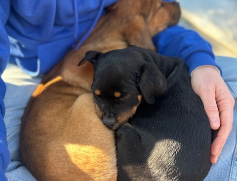 5 dingen die je puppy écht zou moet leren op een hondenschool (en “zit” staat niet op nummer 1)