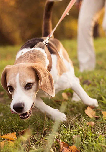 Trekken aan de leiband, opspringen bij bezoek, overmatig blaffen, onzekerheid, stress, uitvallen, reactief gedrag,...