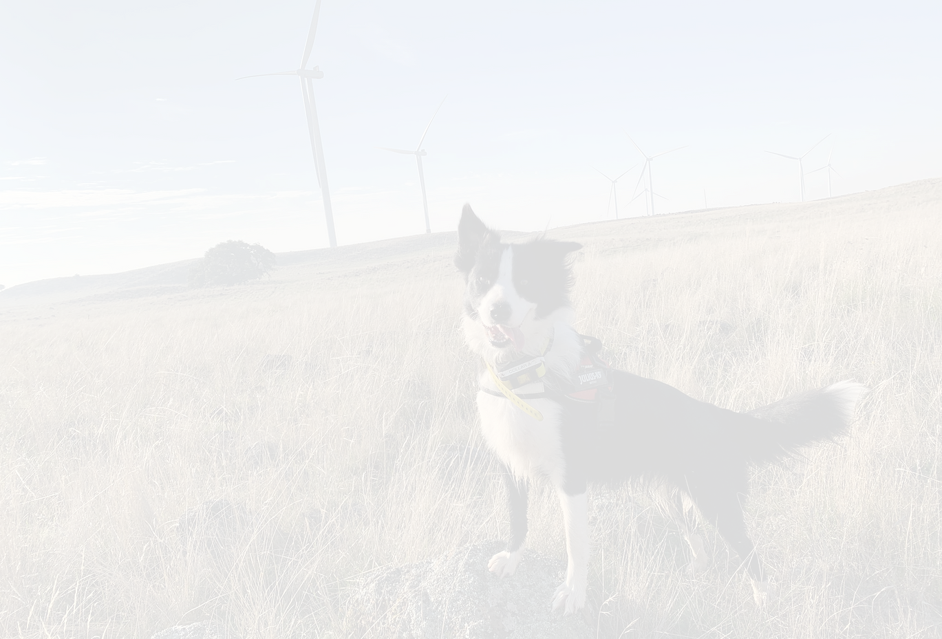 skylos_ecology_raasay_windfarm_edited.pn