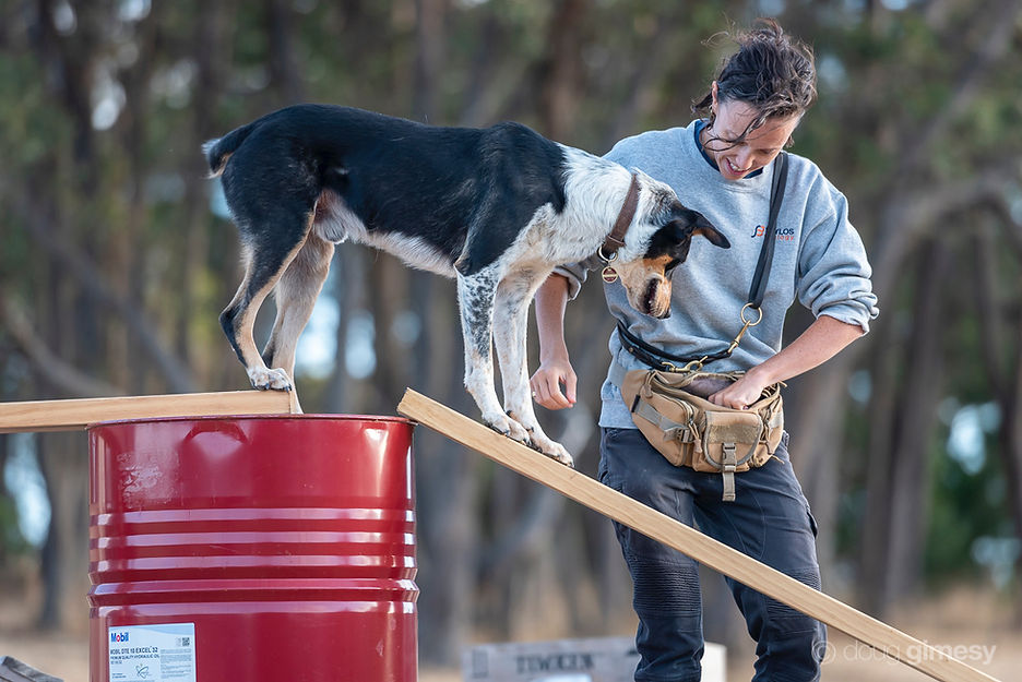 Gimesy_Doug_Skylos_Dog_Training.JPEG