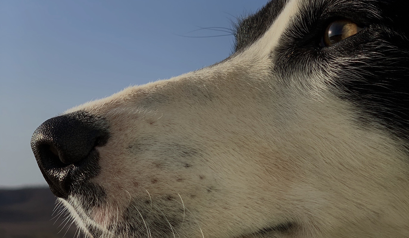 skylos_ecology_jimmy_nose_edited_edited_