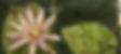 lilypad.jpg