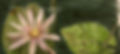 lilypad.jpg