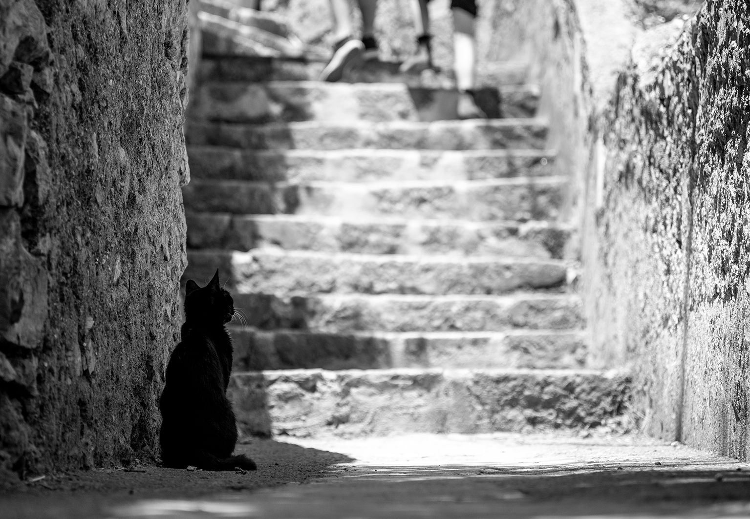 גלויה חתול שחור