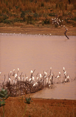 0b - NIGER oiseaux blancs.jpg