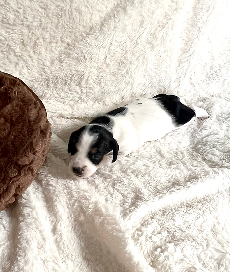 Blk&Tan Pie Male.heic