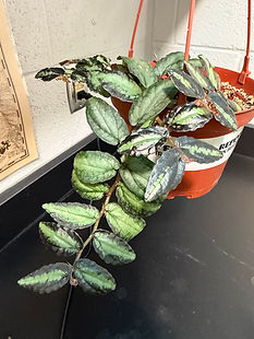 Pellionia repens, Trailing Watermelon Begonia, Watermelon Begonia