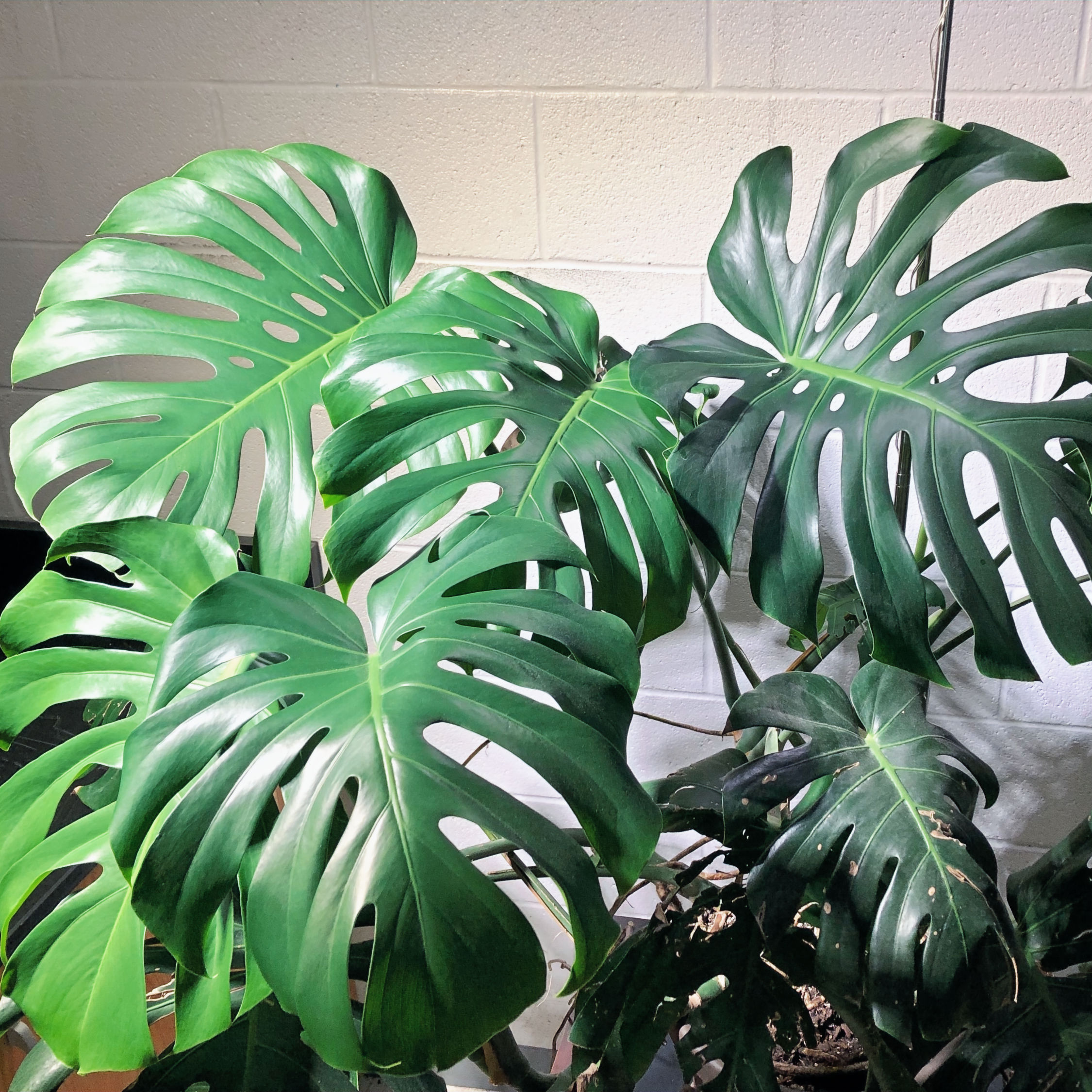 8" Pot - Monstera deliciosa