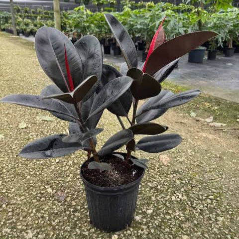 4" Pot - Ficus elastica 'Burgundy'