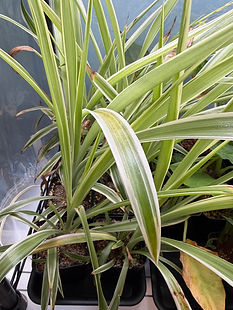 Chlorophytum comosum, Spider Plant, Airplane Plant, Ribbon Plant
