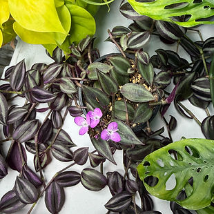 Tradescantia pallida, Tradescantia zebrina, Inch Plant, Wandering Dude, Wandering Jew, Spiderwort