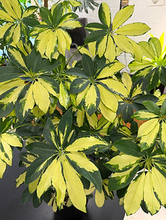 Heptapleurum arboricola, Schefflera, Dwarf Umbrella Tree, Umbrella Tree
