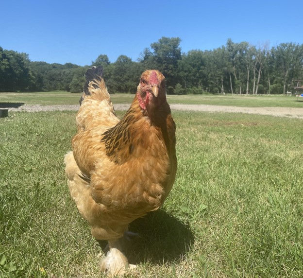 How to Identify a Dehydrated Chicken