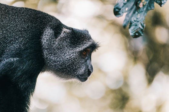 Lake Manyara National Park, Tanzania