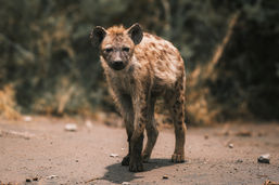 Serengeti National Park, Tanzania