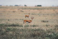 Serengeti National Park, Tanzania