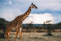 Serengeti National Park, Tanzania