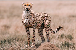 Serengeti National Park, Tanzania