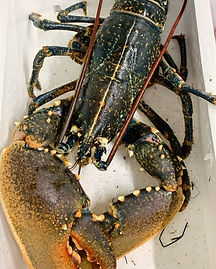 homard_edited_edited_edited.jpg