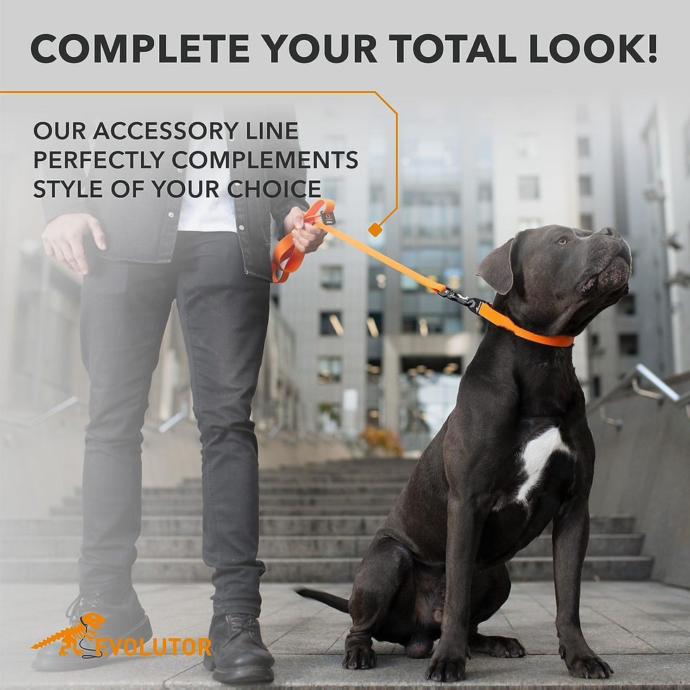 Miniatura: Orange Extra Heavy Duty Dog Leash 4 Ft x 1 in for Large Medium and Small Dogs