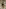 gray-tree-frog-in-cavity.jpg