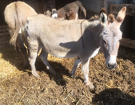 donkey 2