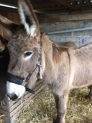 donkey 4
