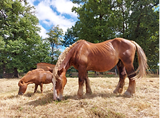 horses